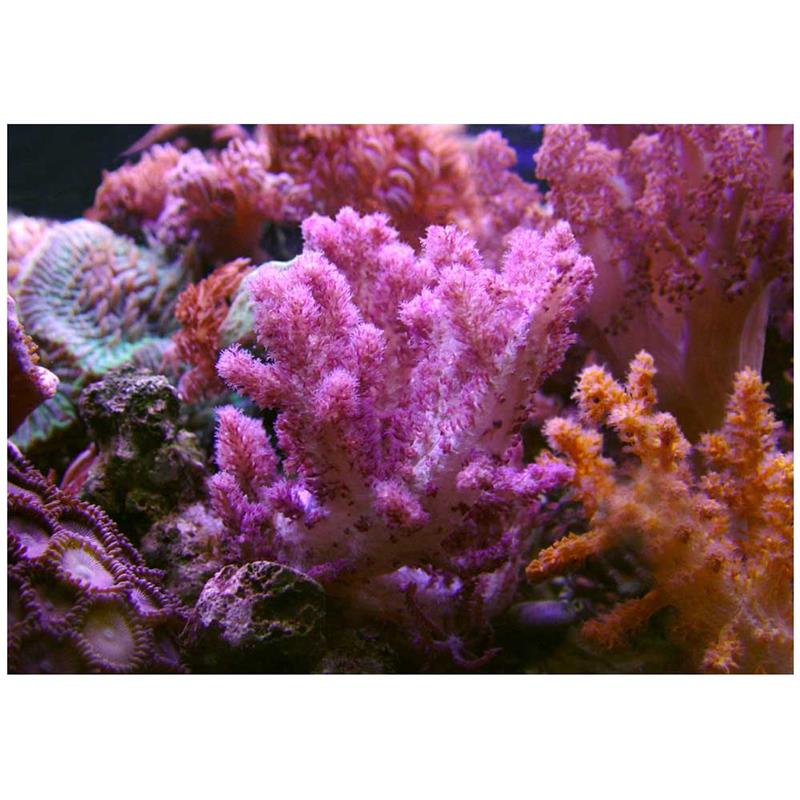 Corali Neospongodes sp. (galbeni/roz) - imagine 4